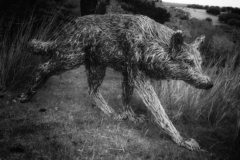 candice-wolf
